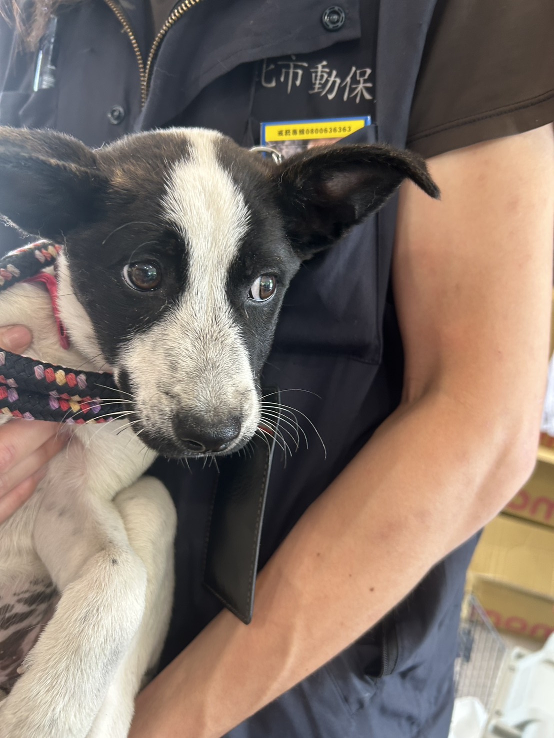 新北市待認養狗 混種犬