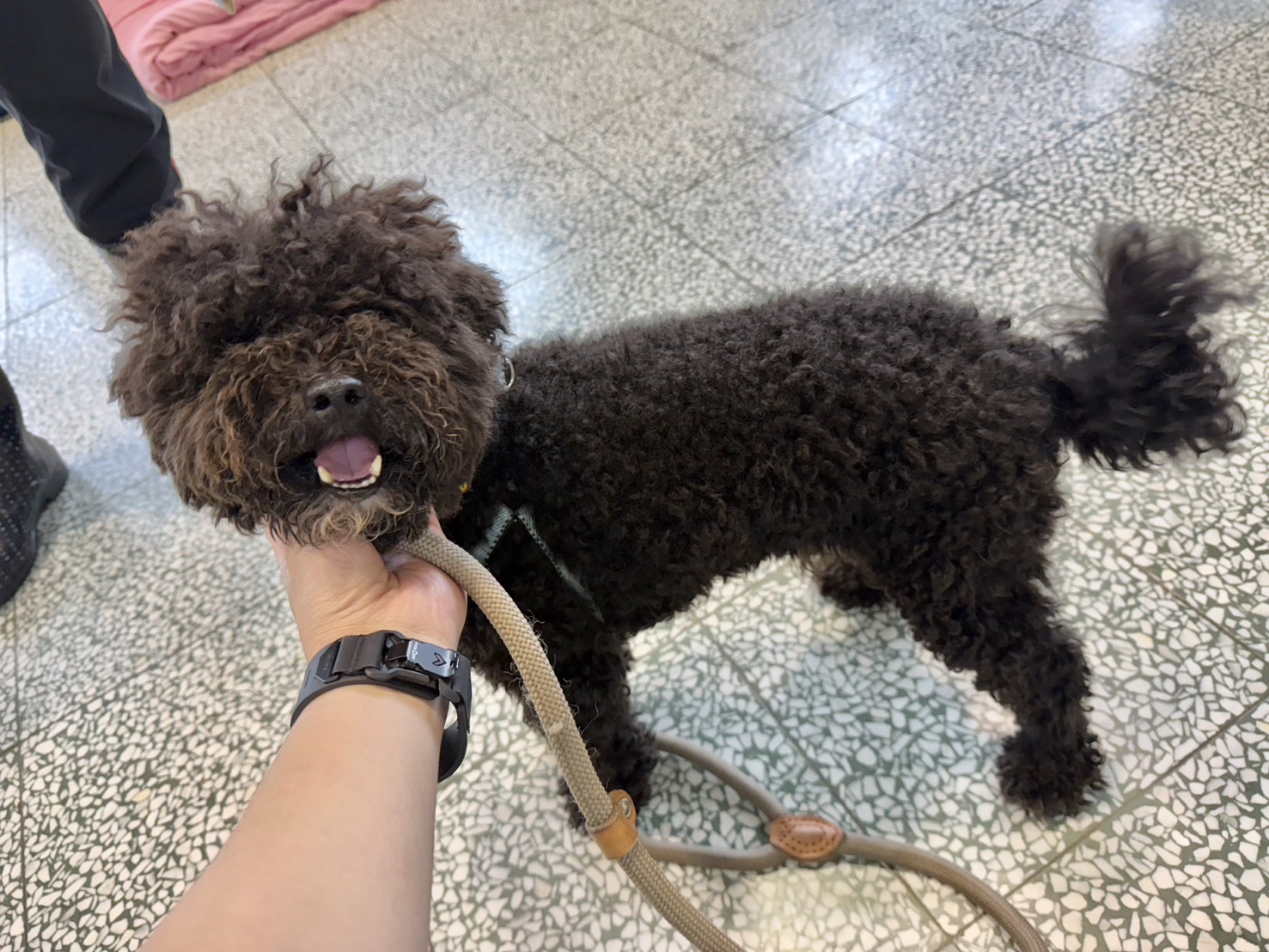 桃園市待認養狗 混種犬