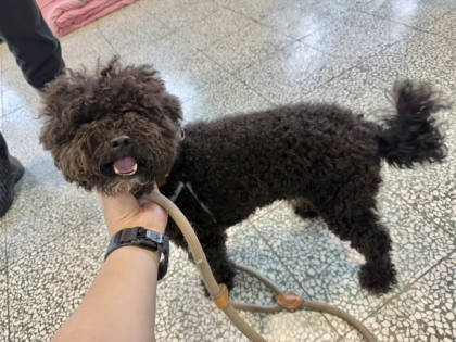 桃園市待認養狗｜混種犬｜黑色｜公