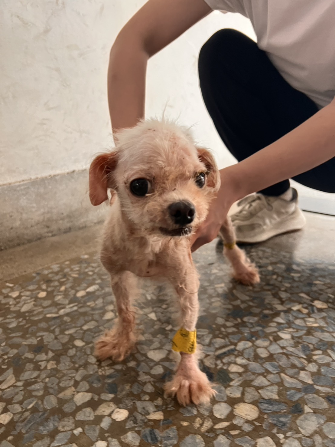 彰化縣待認養狗 瑪爾濟斯犬