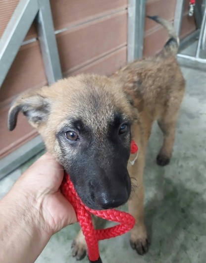 新北市待認養狗 混種犬
