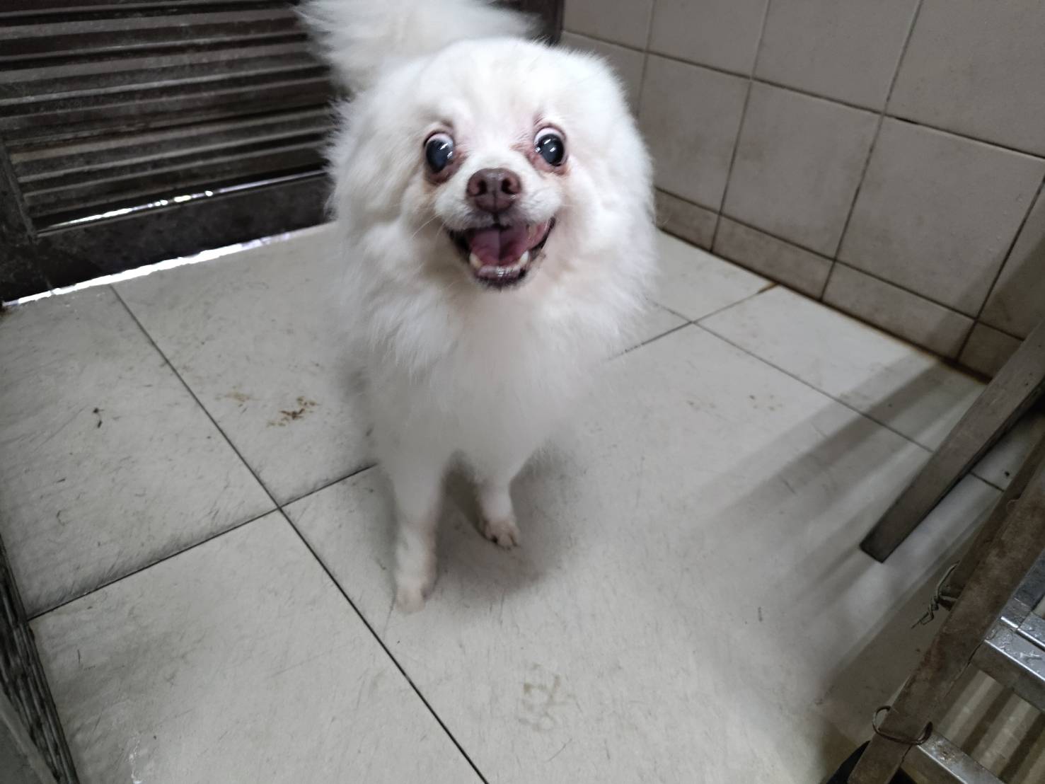 高雄市待認養狗 博美犬