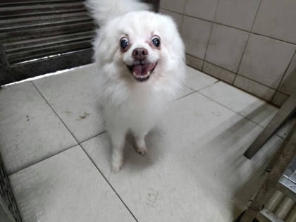 高雄市待認養狗｜博美犬｜白色｜公