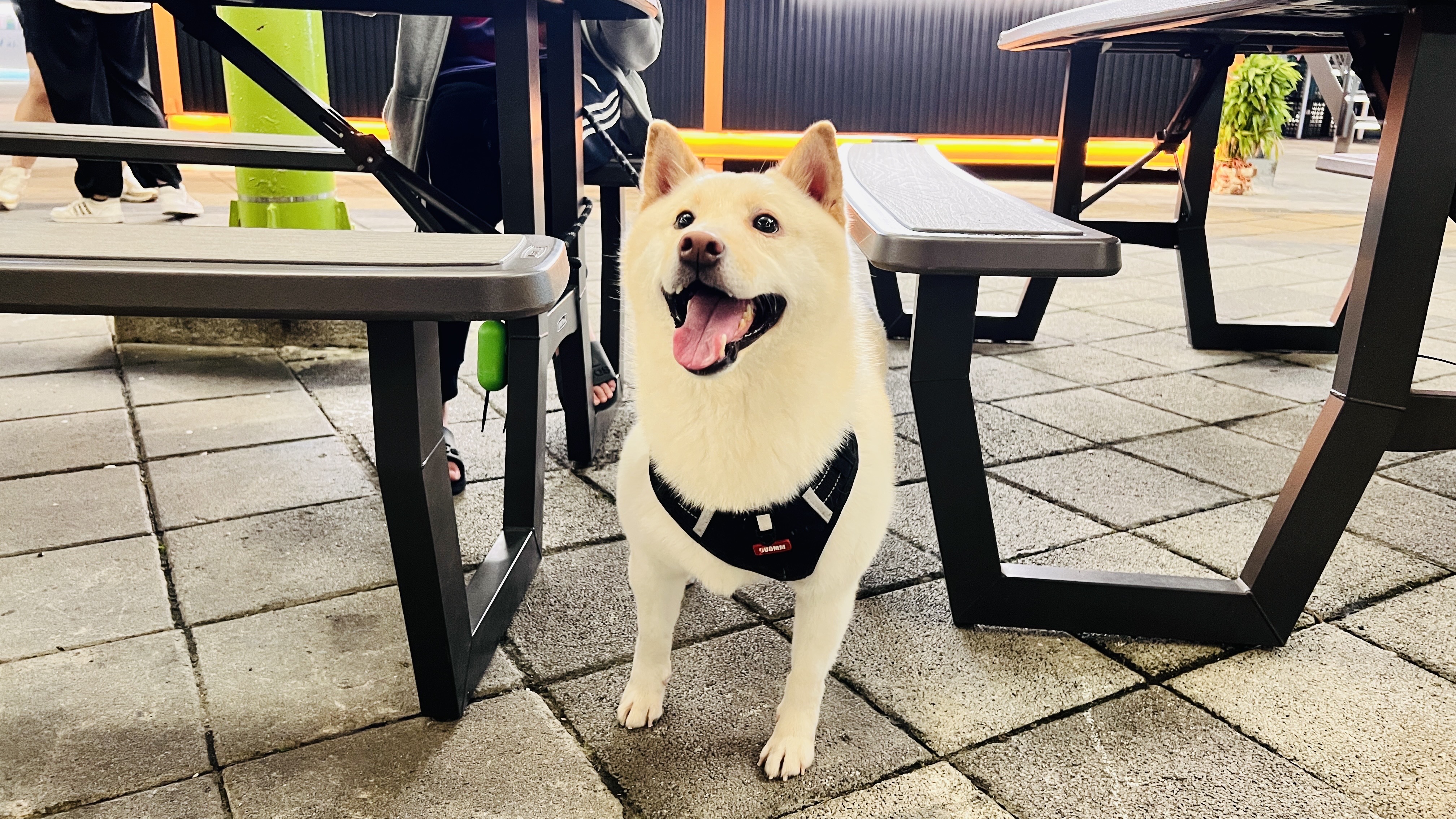 新北市待認養狗 柴犬