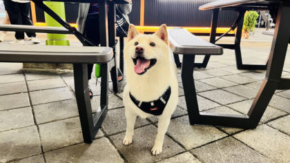 新北市待認養狗｜柴犬｜白色｜公