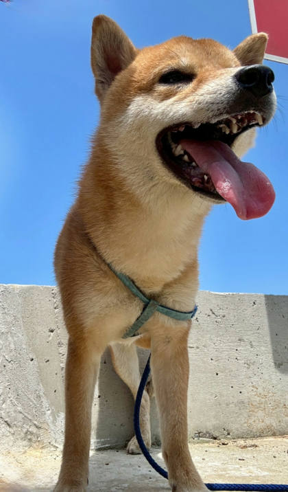 新北市待認養狗｜柴犬｜棕色｜公