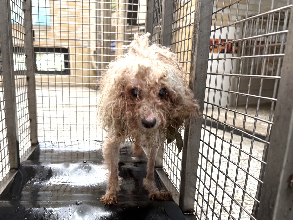 高雄市待認養狗 貴賓犬