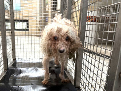 高雄市待認養狗｜貴賓犬｜黃色｜公