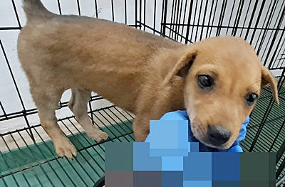 台中市待認養狗 混種犬