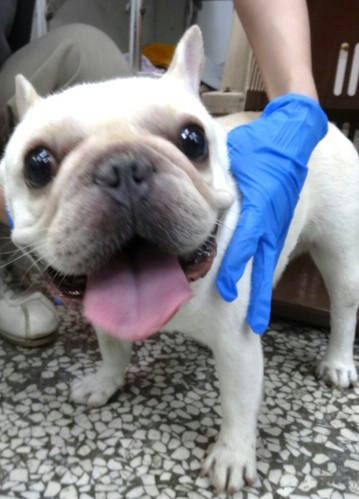 宜蘭縣待認養狗｜法國鬥牛犬｜黃白色｜公