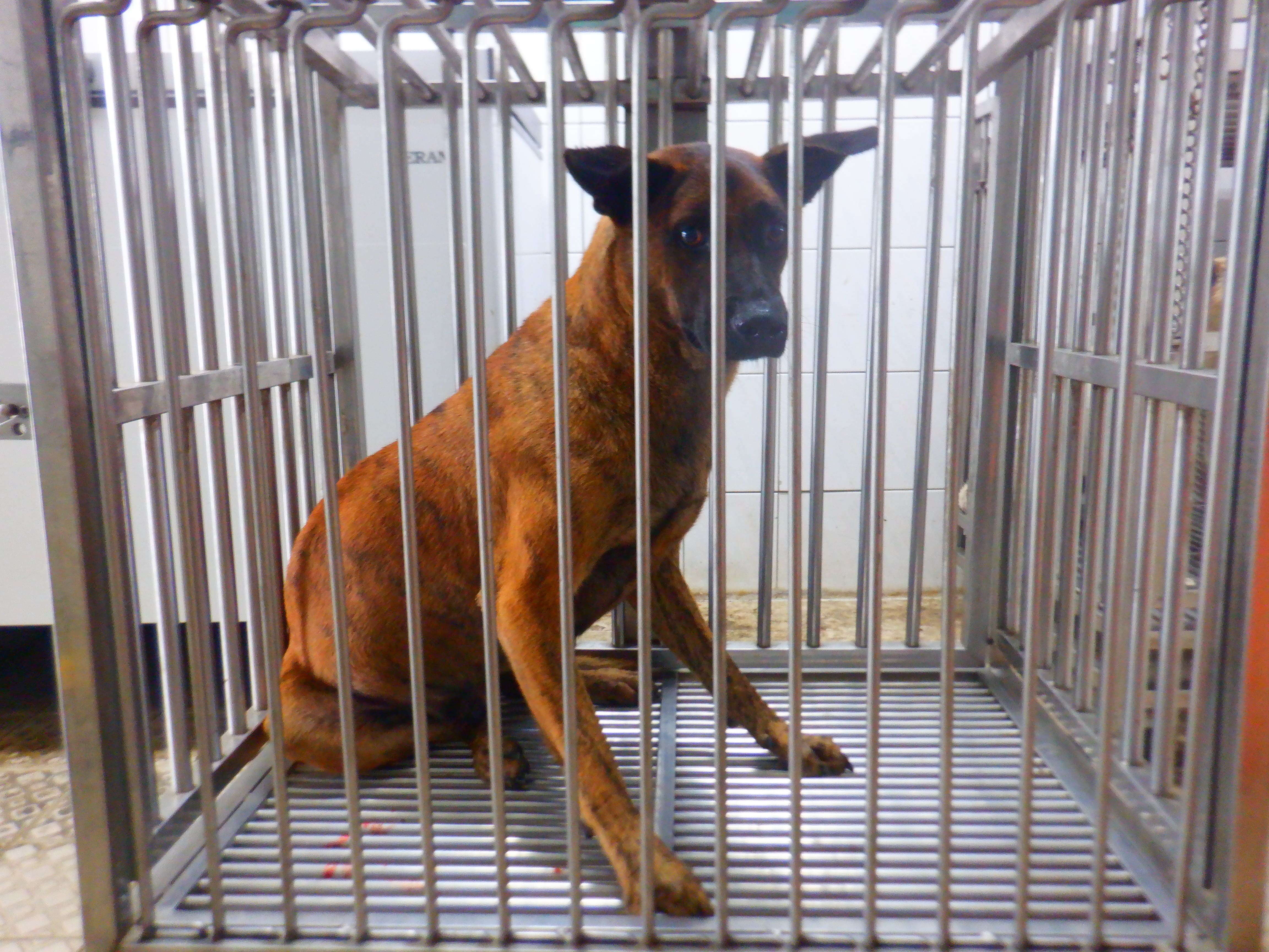 南投縣待認養狗 混種犬