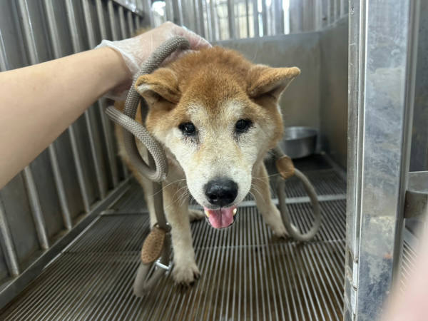 桃園市待認養狗 柴犬