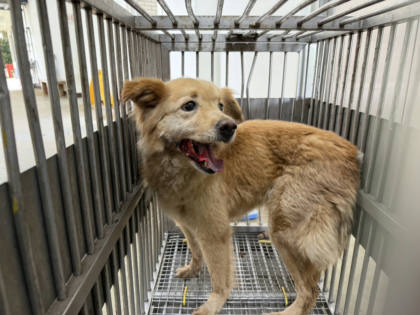 桃園市待認養狗｜混種犬｜黃色｜母