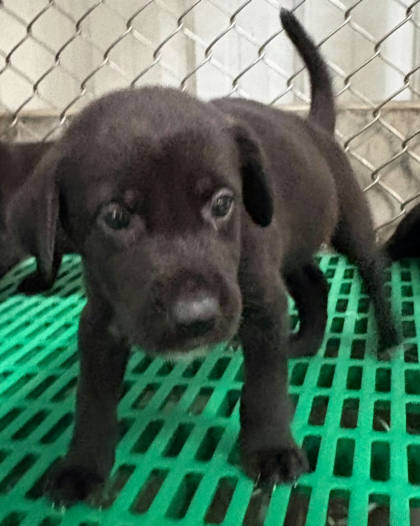 台東縣待認養狗｜混種犬｜黑色｜母