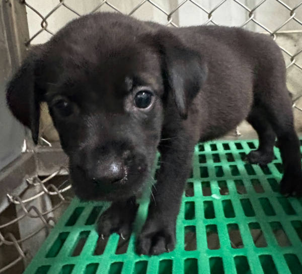 台東縣待認養狗 混種犬