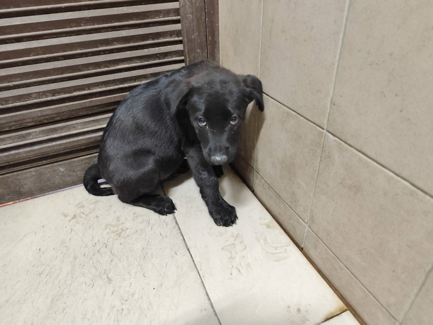 高雄市待認養狗 混種犬