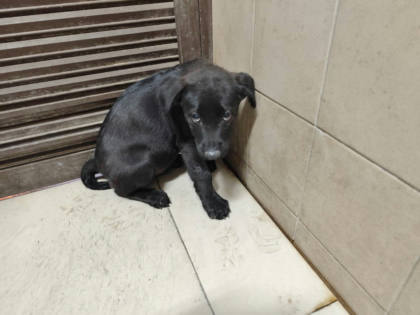 高雄市待認養狗｜混種犬｜黑色｜公
