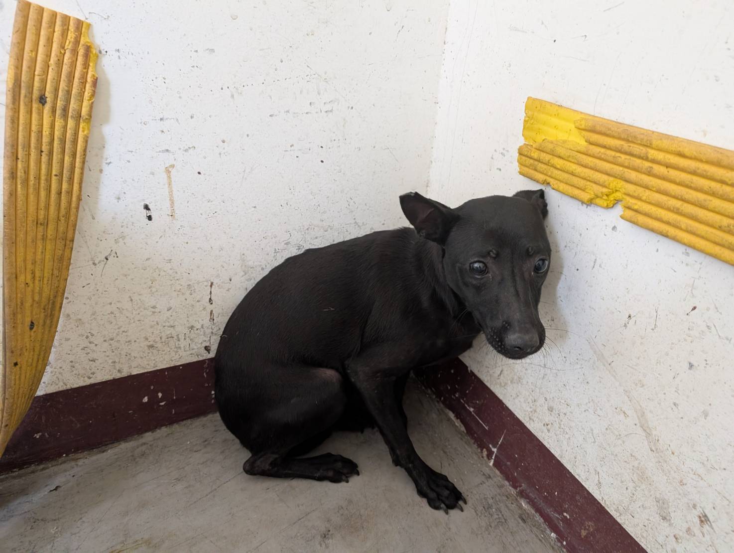 高雄市待認養狗 混種犬