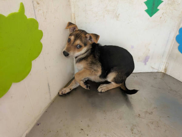 高雄市待認養狗 混種犬