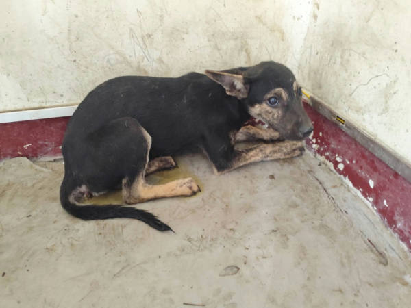 高雄市待認養狗 混種犬