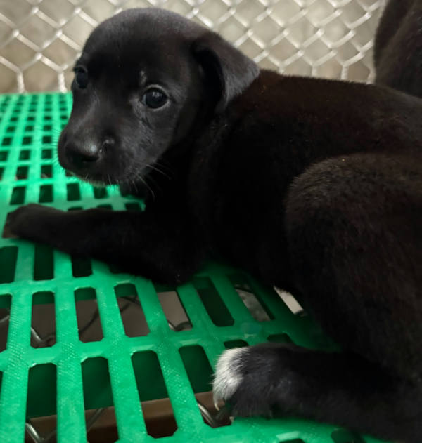台東縣待認養狗 混種犬