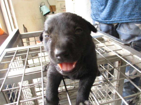高雄市待認養狗 混種犬