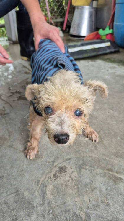 新北市待認養狗｜瑪爾濟斯犬｜白色｜母