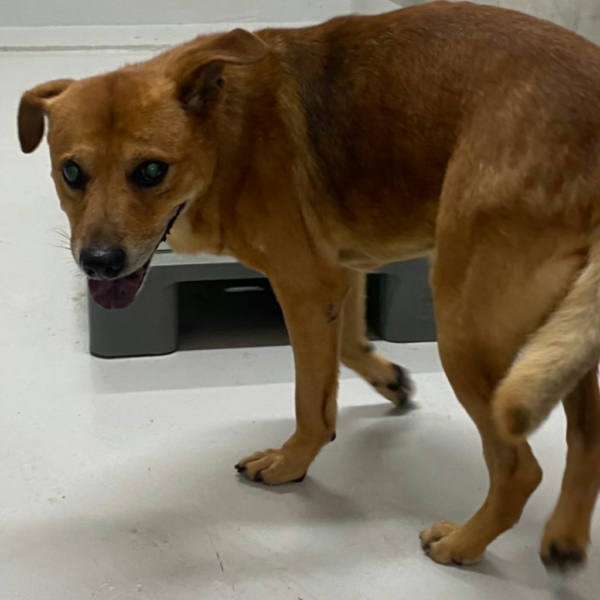 基隆市待認養狗 混種犬