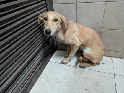 高雄市待認養狗｜混種犬｜黃色｜公