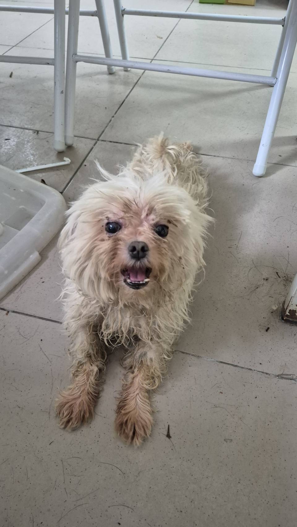 新北市待認養狗 瑪爾濟斯犬