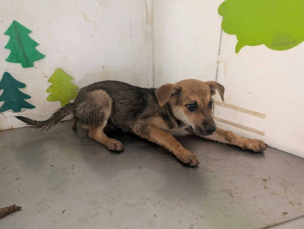 高雄市待認養狗 混種犬
