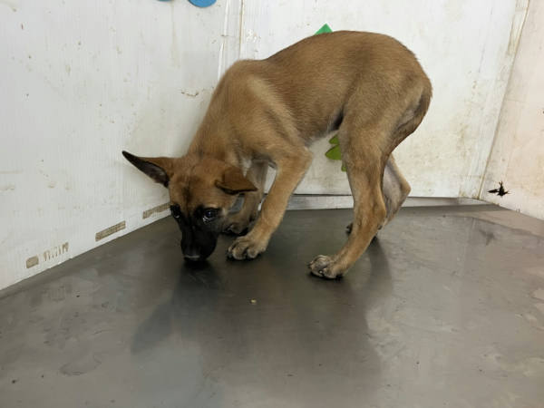高雄市待認養狗 混種犬