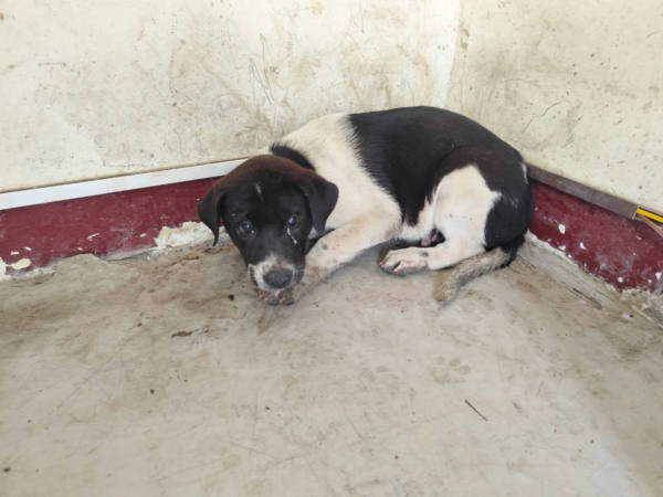 高雄市待認養狗 混種犬