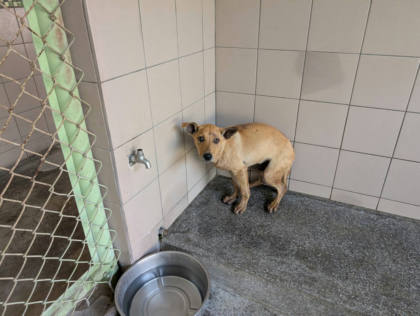 高雄市待認養狗｜混種犬｜黃色｜公