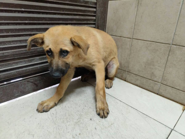 高雄市待認養狗 混種犬