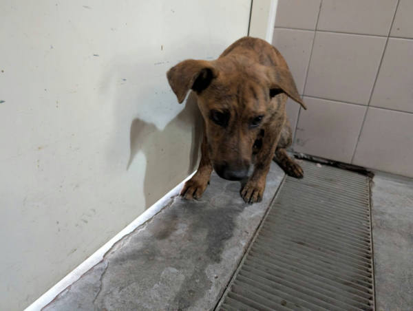 高雄市待認養狗 混種犬