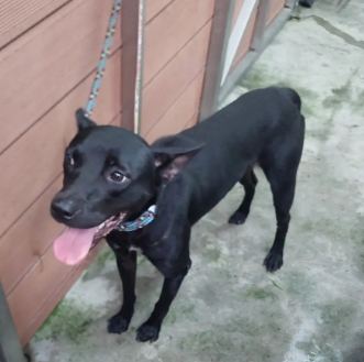 新北市待認養狗 混種犬