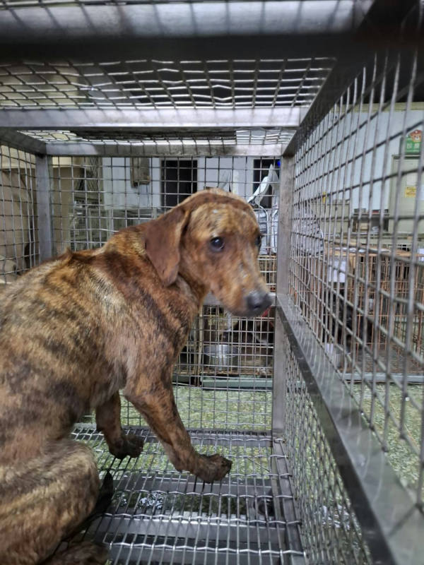 台南市待認養狗 混種犬