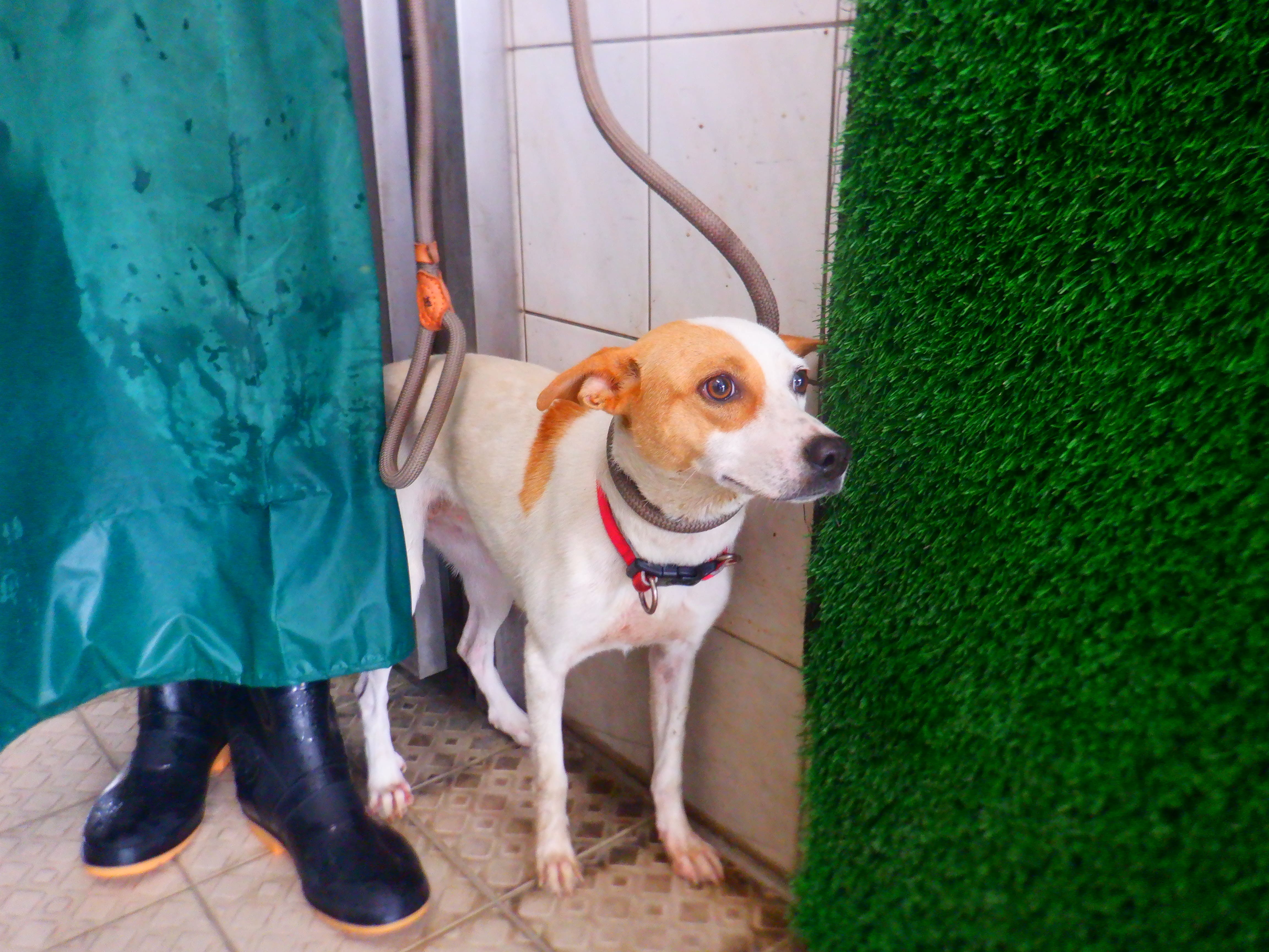 南投縣待認養狗 混種犬