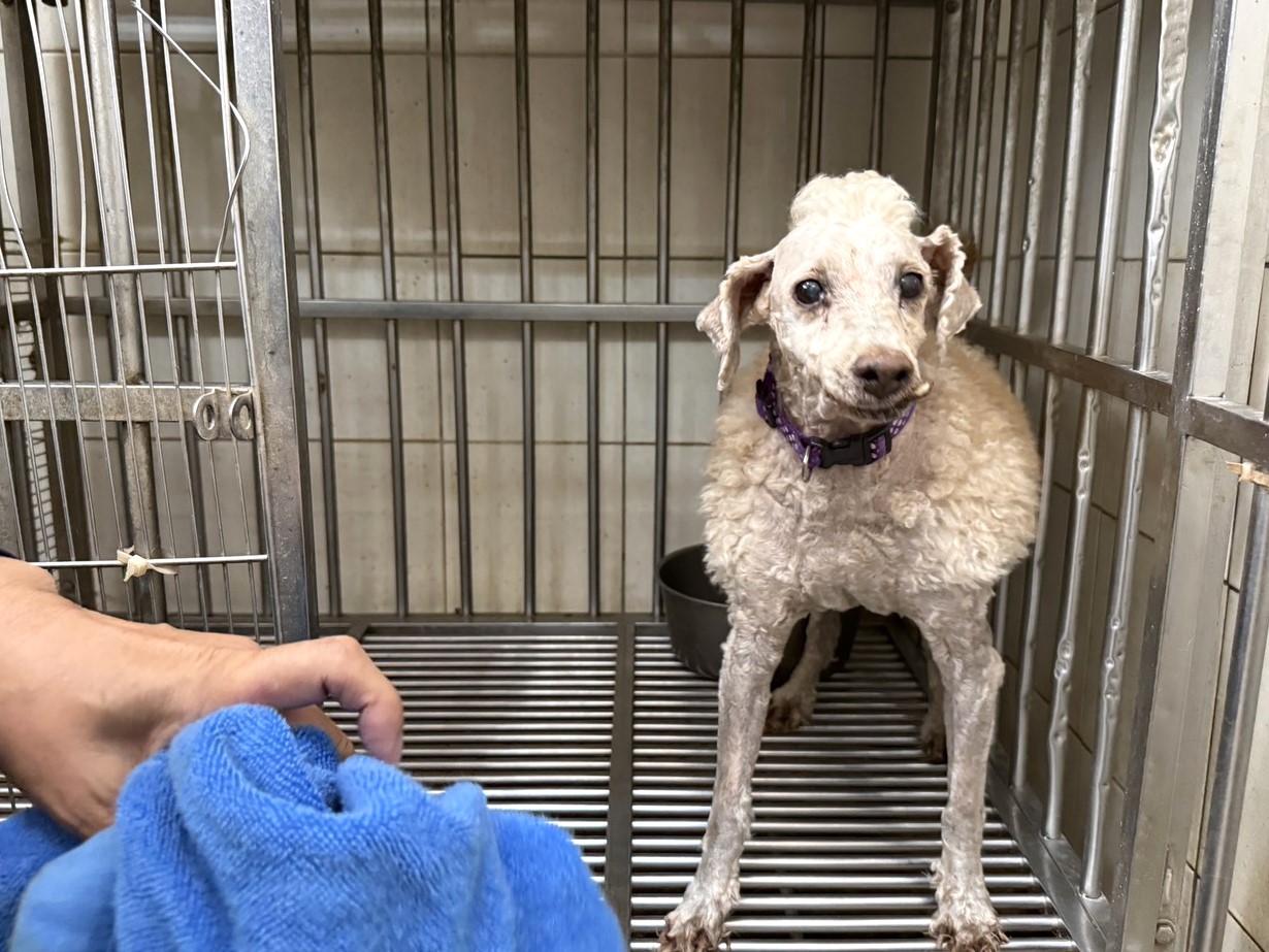 高雄市待認養狗 貴賓犬