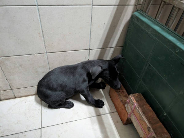 高雄市待認養狗 混種犬
