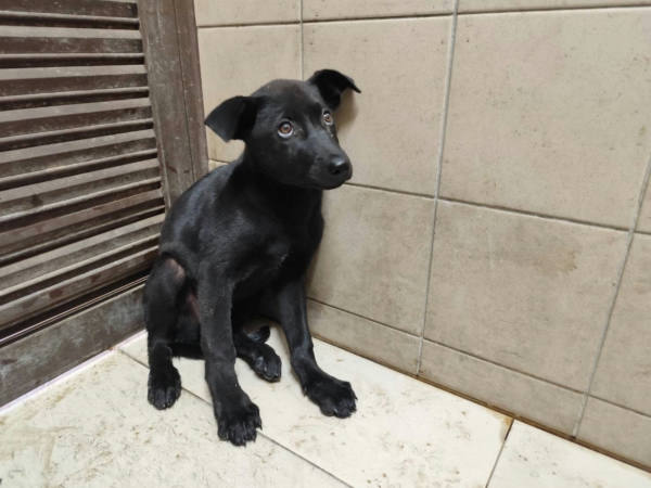高雄市待認養狗 混種犬