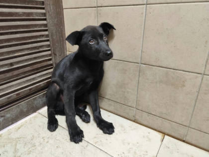 高雄市待認養狗｜混種犬｜黑色｜母