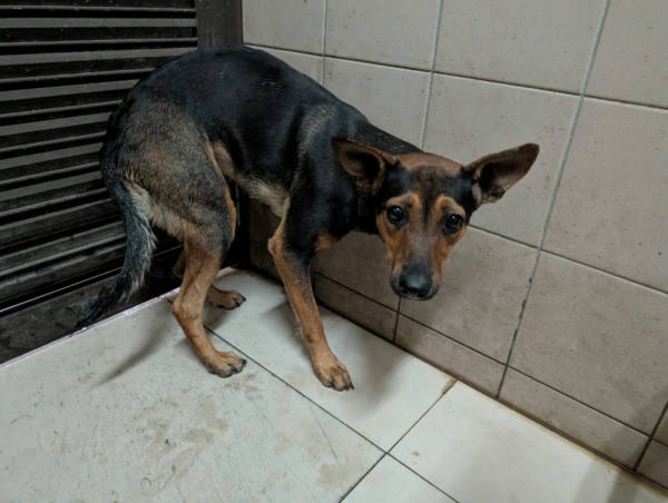 高雄市待認養狗 混種犬