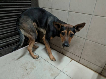 高雄市待認養狗｜混種犬｜黑色｜母