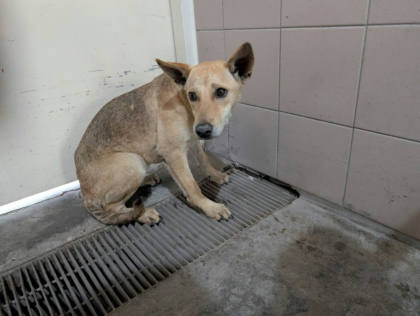 高雄市待認養狗｜混種犬｜黃色｜母