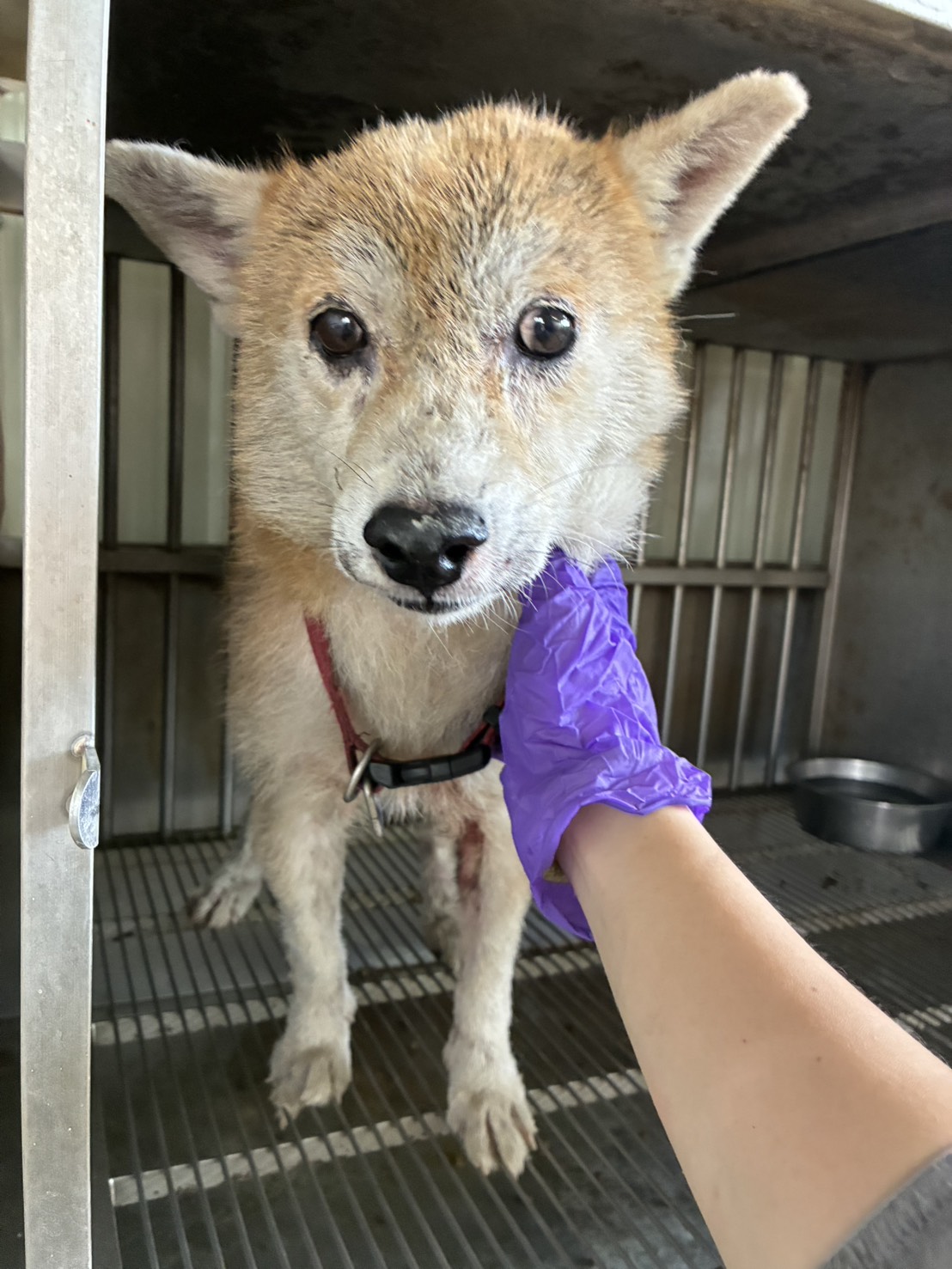 彰化縣待認養狗 柴犬