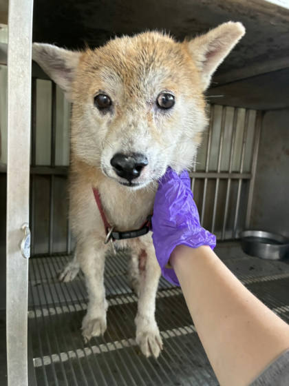 彰化縣待認養狗｜柴犬｜黃白色｜母