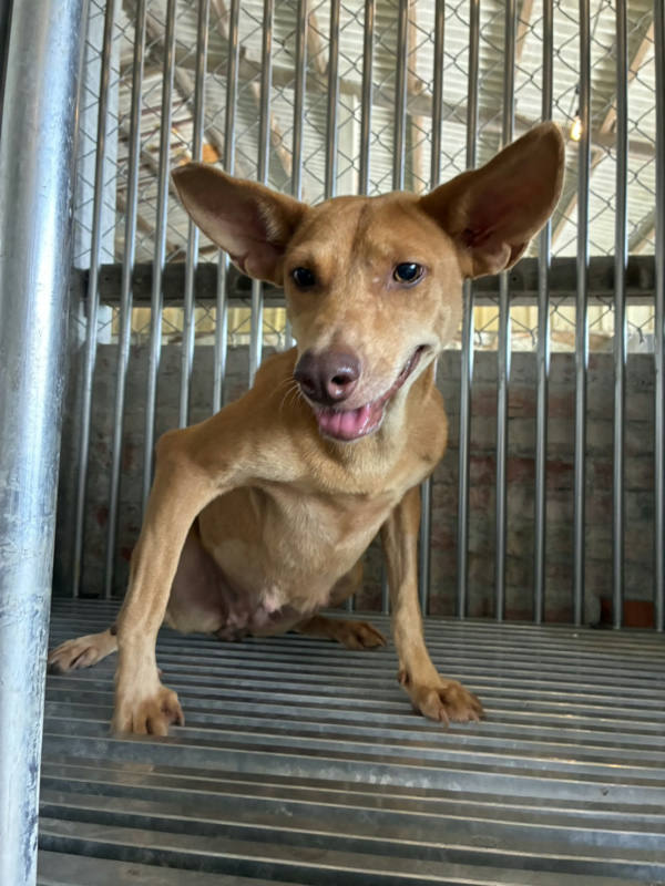 彰化縣待認養狗 混種犬