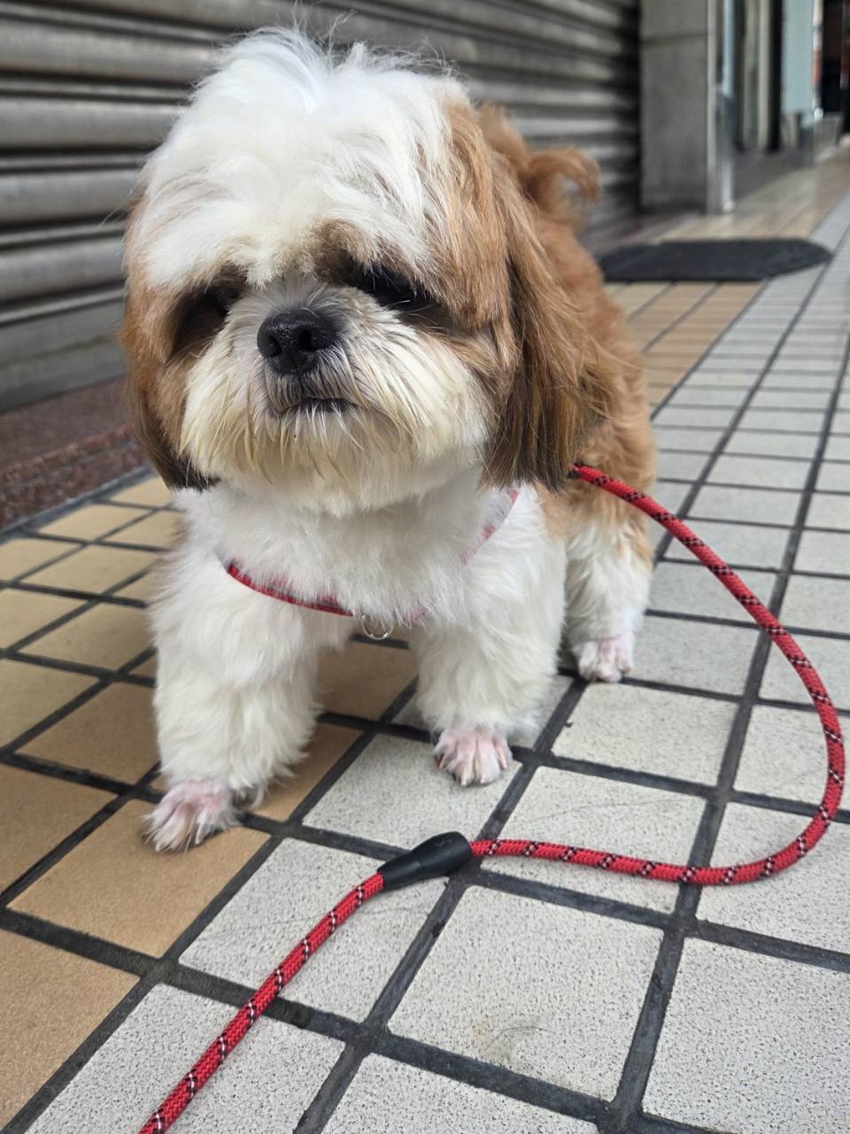 高雄市待認養狗 西施犬
